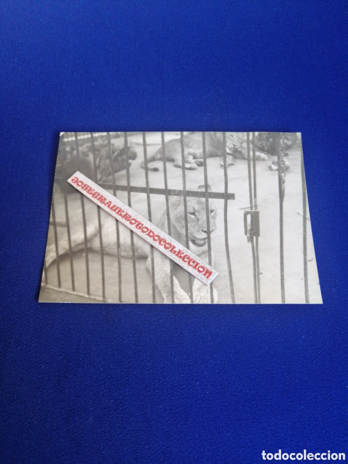 Antique Photography: ZOOL&Oacute;GICO - ZOO - VALENCIA - LEONES FOTOGRAF&Iacute;A ANTIGUA SIGLO PASADO