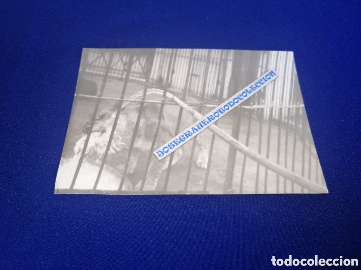 Antique Photography: ZOOL&Oacute;GICO - ZOO-LE&Oacute;N DANDO DE BEBER - VALENCIA FOTOGRAF&Iacute;A ANTIGUA SIGLO PASADO