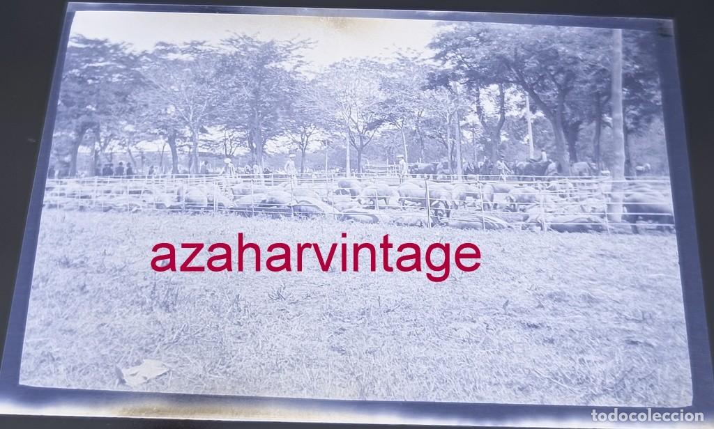 Fotografia antiga: ANTIGUO CELULOIDE POSITIVO, SIGLO XIX, LOTE PROCEDENTE DE MALAGA