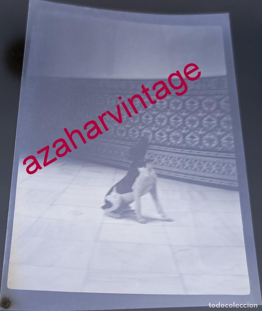 Fotografia antiga: ANTIGUO CELULOIDE POSITIVO, SIGLO XIX, LOTE PROCEDENTE DE MALAGA