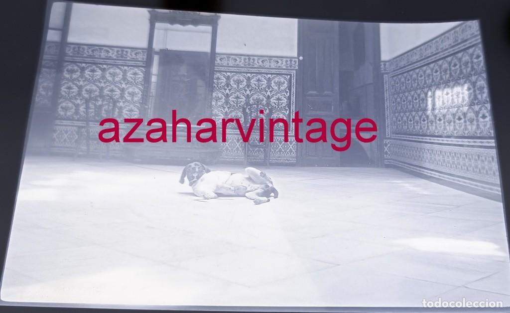 Fotografia antiga: ANTIGUO CELULOIDE POSITIVO, SIGLO XIX, LOTE PROCEDENTE DE MALAGA