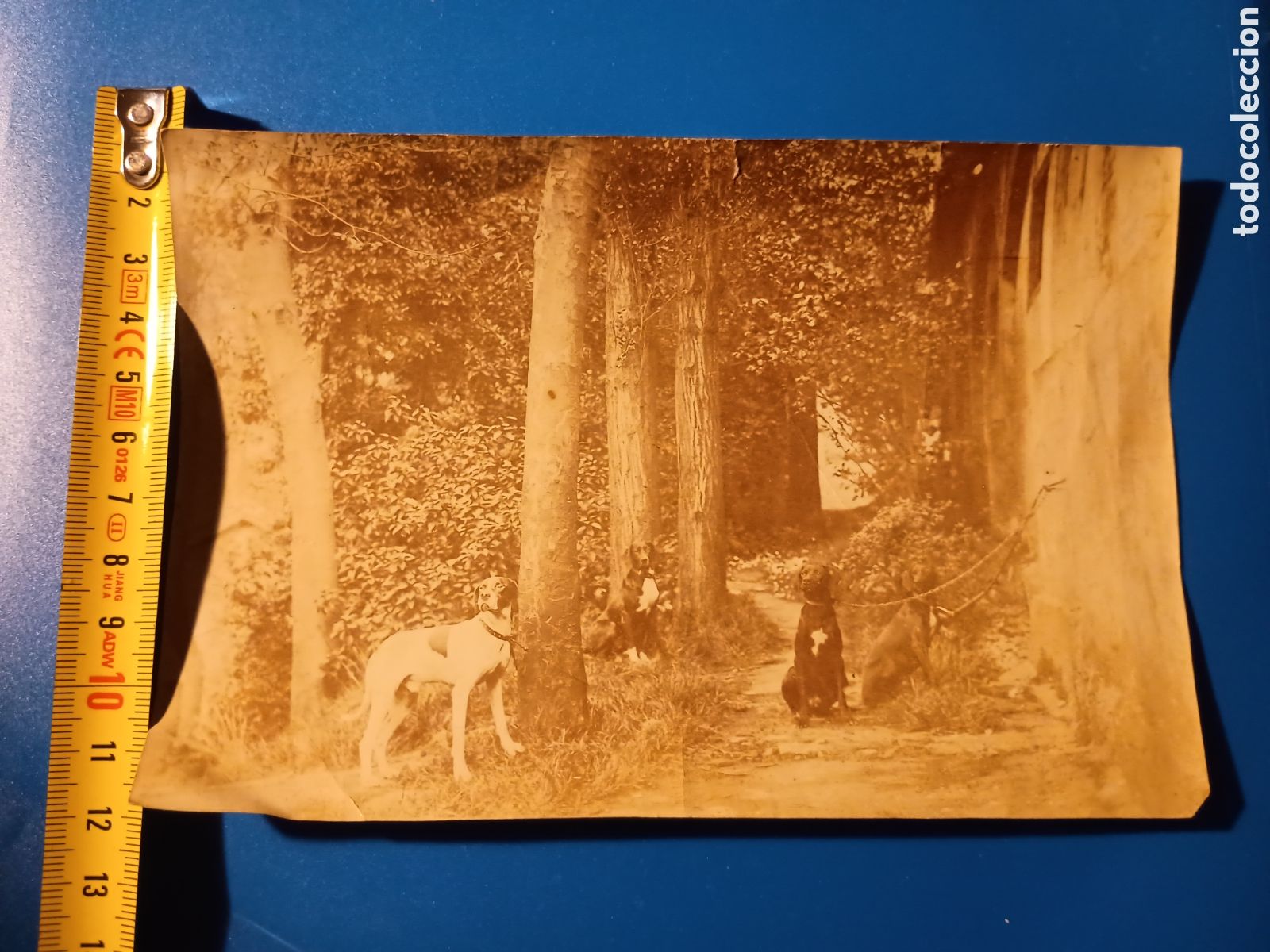 Fotografia antica: CR alb&uacute;mina perros de caza. A&ntilde;o 1906. Fotograf&iacute;a de canes