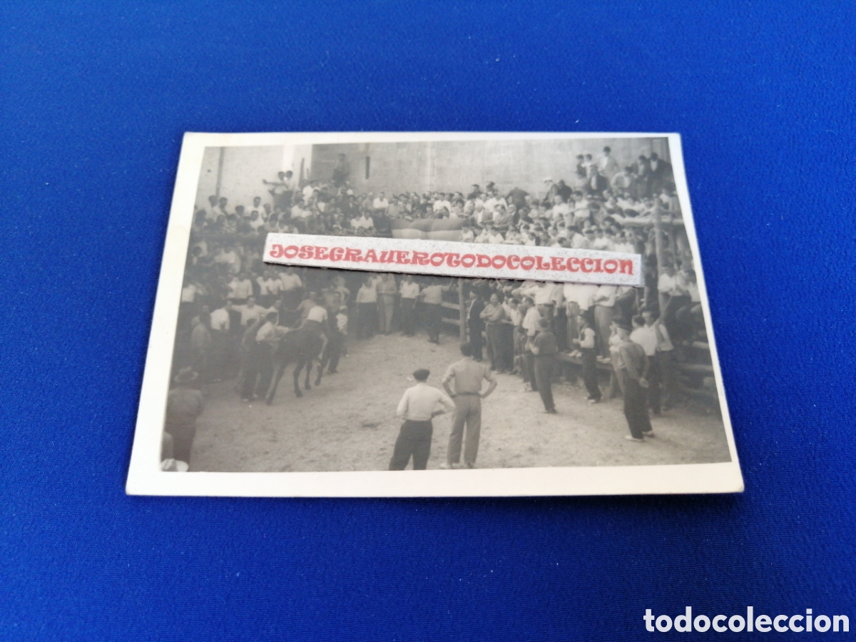 Fotografia antiga: TOROS - BOUS AL CARRER - TAUROMAQUIA FOTOGRAF&Iacute;A ANTIGUA SIGLO PASADO