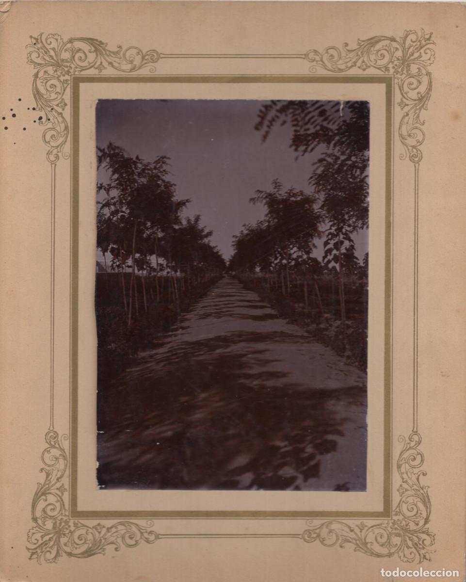 Fotograf&iacute;a antigua: CAMINO BORDEADO DE &Aacute;RBOLES. 26X21.