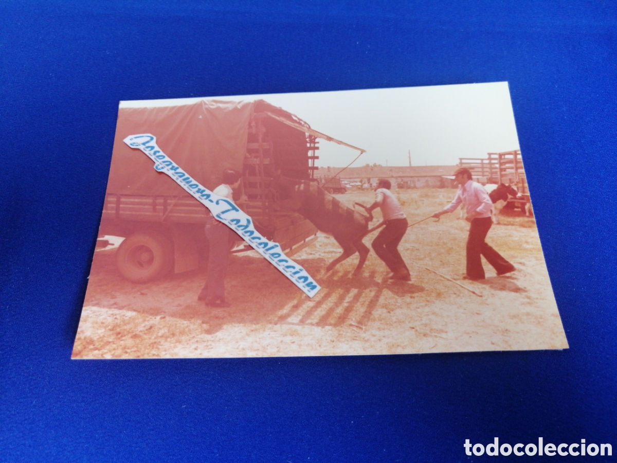 Fotograf&iacute;a antigua: TORO ENTRANDO EN CAMI&Oacute;N GANADEROS SETUBAL (PORTUGAL) A&Ntilde;O 1978 FOTOGRAF&Iacute;A ANTIGUA SIGLO PASADO