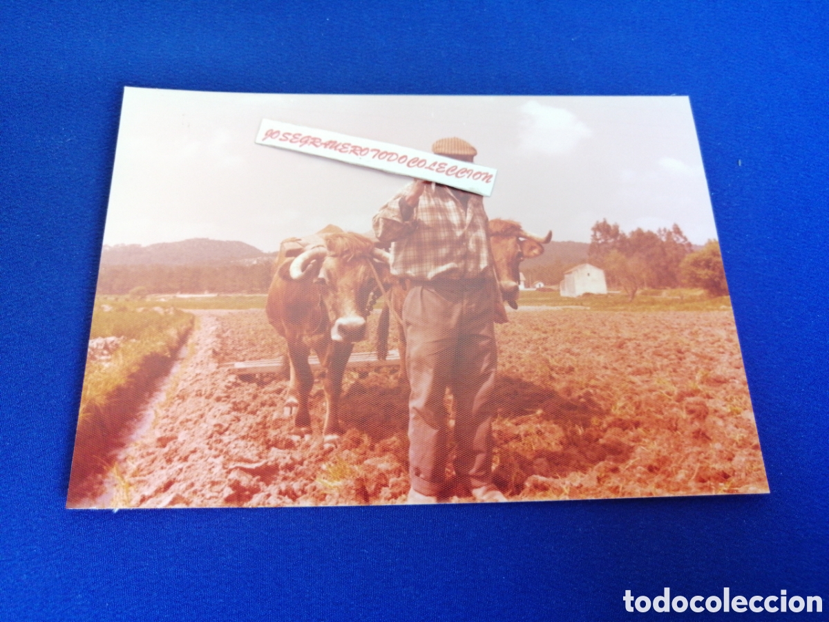 Fotograf&iacute;a antigua: NAZARET (PORTUGAL) A&Ntilde;O 1978 - AGRICULTOR LABRADOR CON BUEYES TRABAJANDO LA TIERRA FOTOGRAF&Iacute;A ANTIGUA
