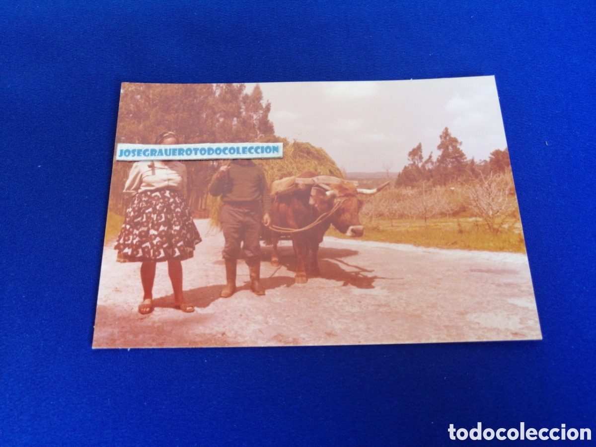 Fotograf&iacute;a antigua: NAZARET (PORTUGAL) A&Ntilde;O 1978 - AGRICULTORES LABRADORES CON BUEY FOTOGRAF&Iacute;A ANTIGUA SIGLO PASADO