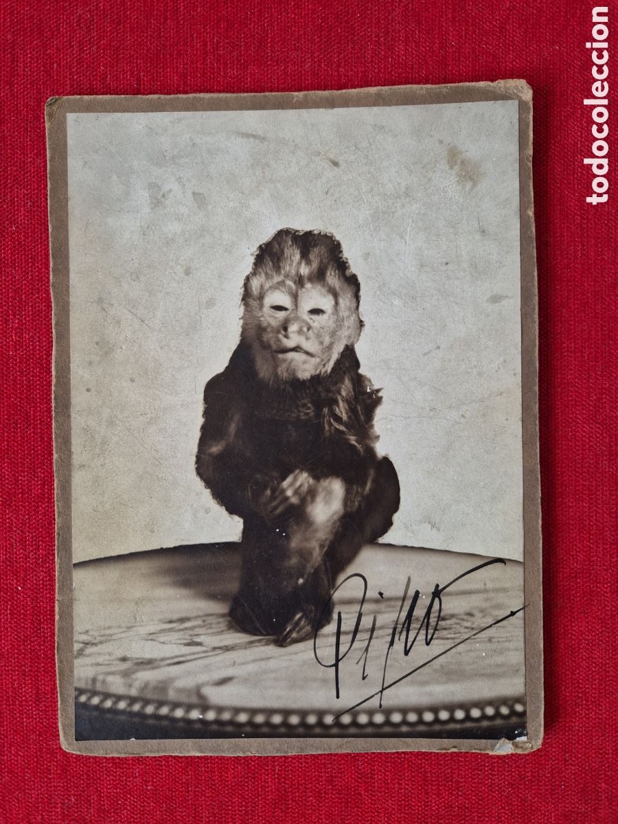 Fotograf&iacute;a antigua: FOTOGRAFIA ALBUMINA DE UN MONO. POST MORTEM. BARCELONA. MUY RARA. POSIBLEMENTE DE ALG&Uacute;N CIRCO ?