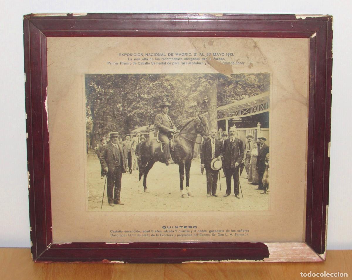 Fotograf&iacute;a antigua: Antigua fotograf&iacute;a Madrid Primer premio Caballo semental Pura Raza Andaluza Bohorquez C&aacute;diz 1913
