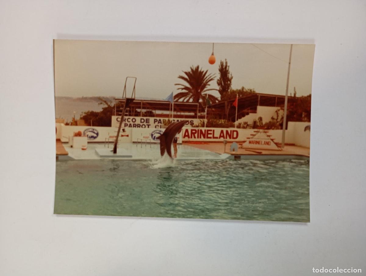 Fotograf&iacute;a antigua: FOTOGRAF&Iacute;A DE MARINELAND. TDKP29B
