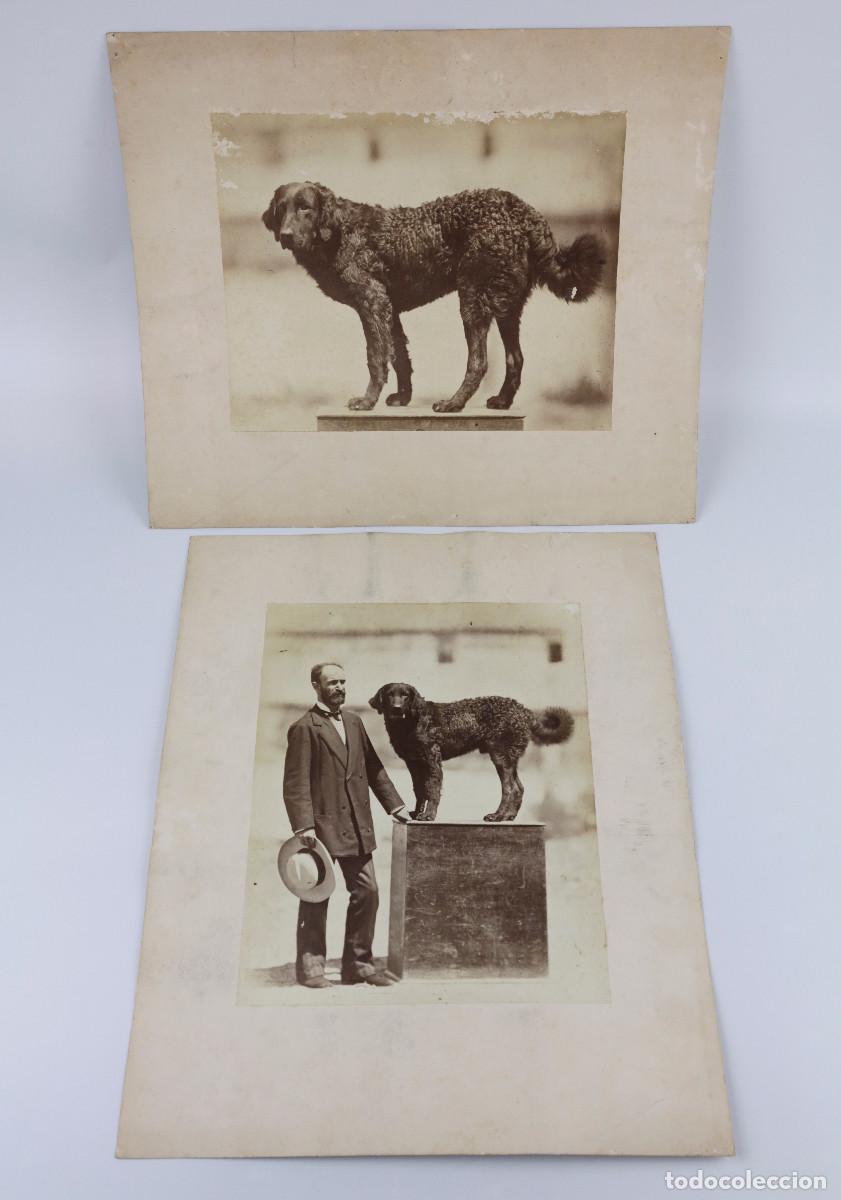 Fotografia antica: Personaje con perro. 1880 aprox. Posible concurso de perros, 2 fotograf&iacute;as 21x26cm. sin datos.