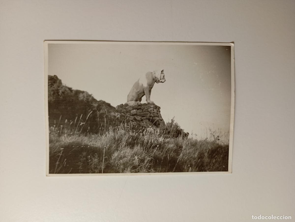 Fotograf&iacute;a antigua: ANTIGUA FOTOGRAF&Iacute;A PERRO EN MONTA&Ntilde;A TDKP29D