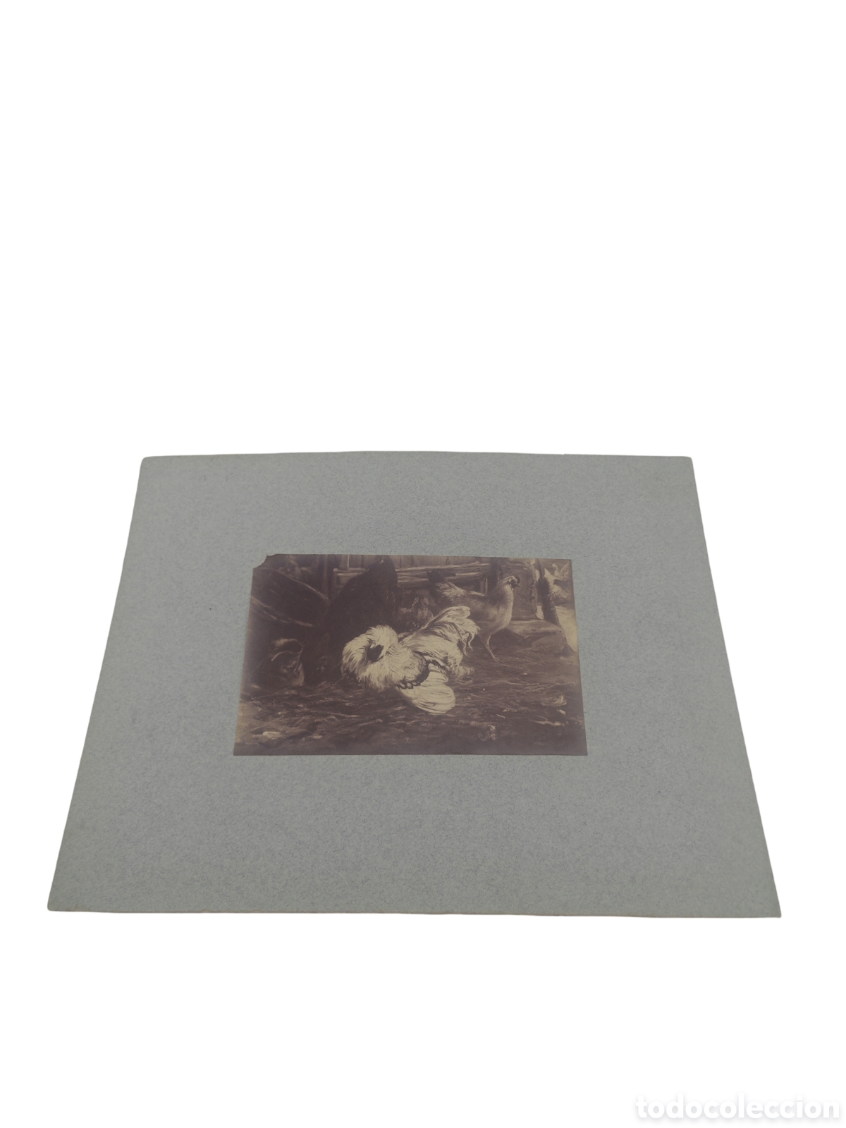 Fotograf&iacute;a antigua: REPRODUCCI&Oacute;N DE PINTURA HOLANDESA DEL SIGLO XVII - MELCHIOR D'HONDECOETER - FOTOGRAF&Iacute;A ORIGINAL A LA