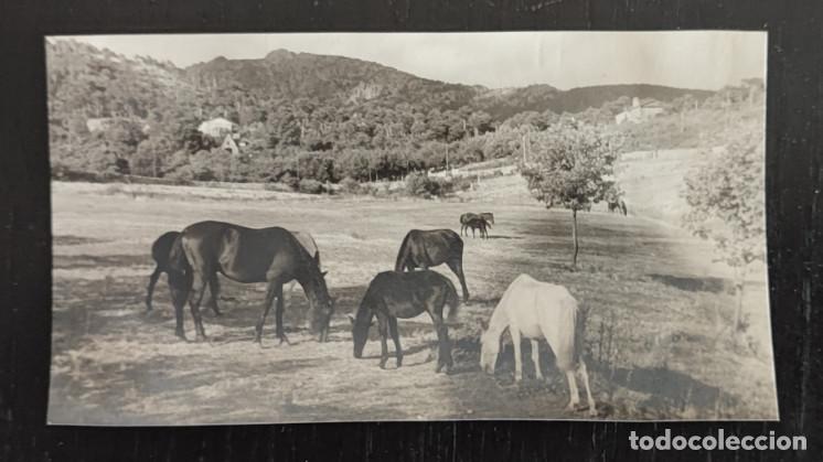 Fotograf&iacute;a antigua: FOTOGRAFIA ANTIGUA, CABALLOS PASTANDO