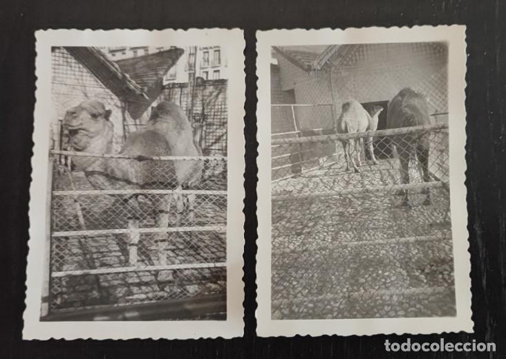 Fotograf&iacute;a antigua: 2 FOTOGRAFIAS ANTIGUAS DE DROMEDARIOS