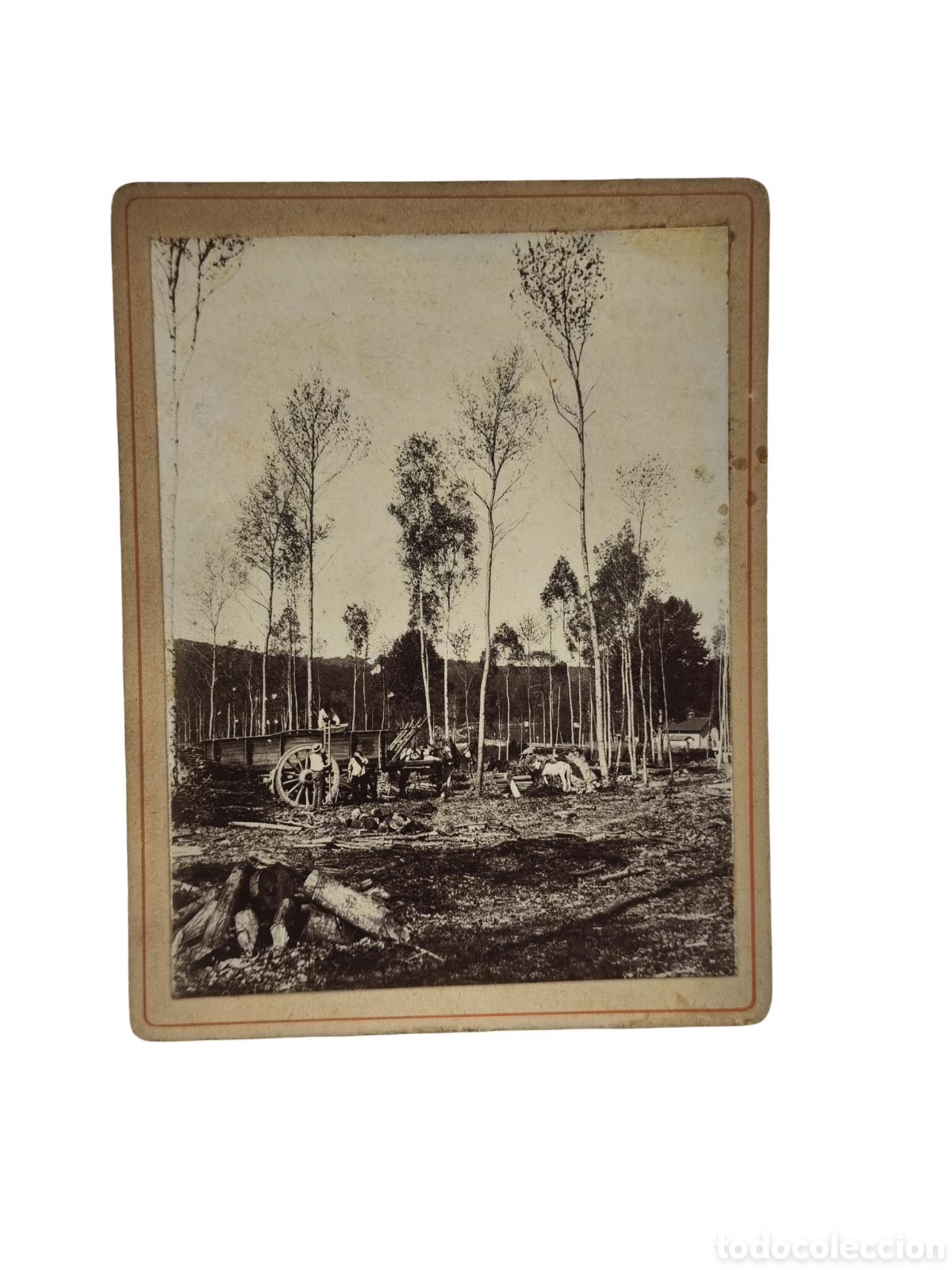 Fotograf&iacute;a antigua: Francia / Europa. Oficios Antiguos - Le&ntilde;adores Y Trabajadores Forestales Cargando Madera En El Bosqu