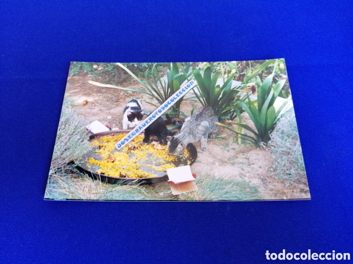 Fotograf&iacute;a antigua: PAELLA VALENCIANA COMIENDO GATITOS FOTOGRAF&Iacute;A