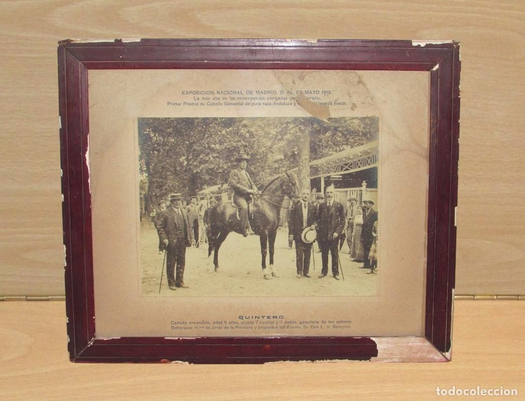 Fotografia antica: Antigua fotograf&iacute;a Madrid Primer premio Caballo semental Pura Raza Andaluza Bohorquez C&aacute;diz 1913