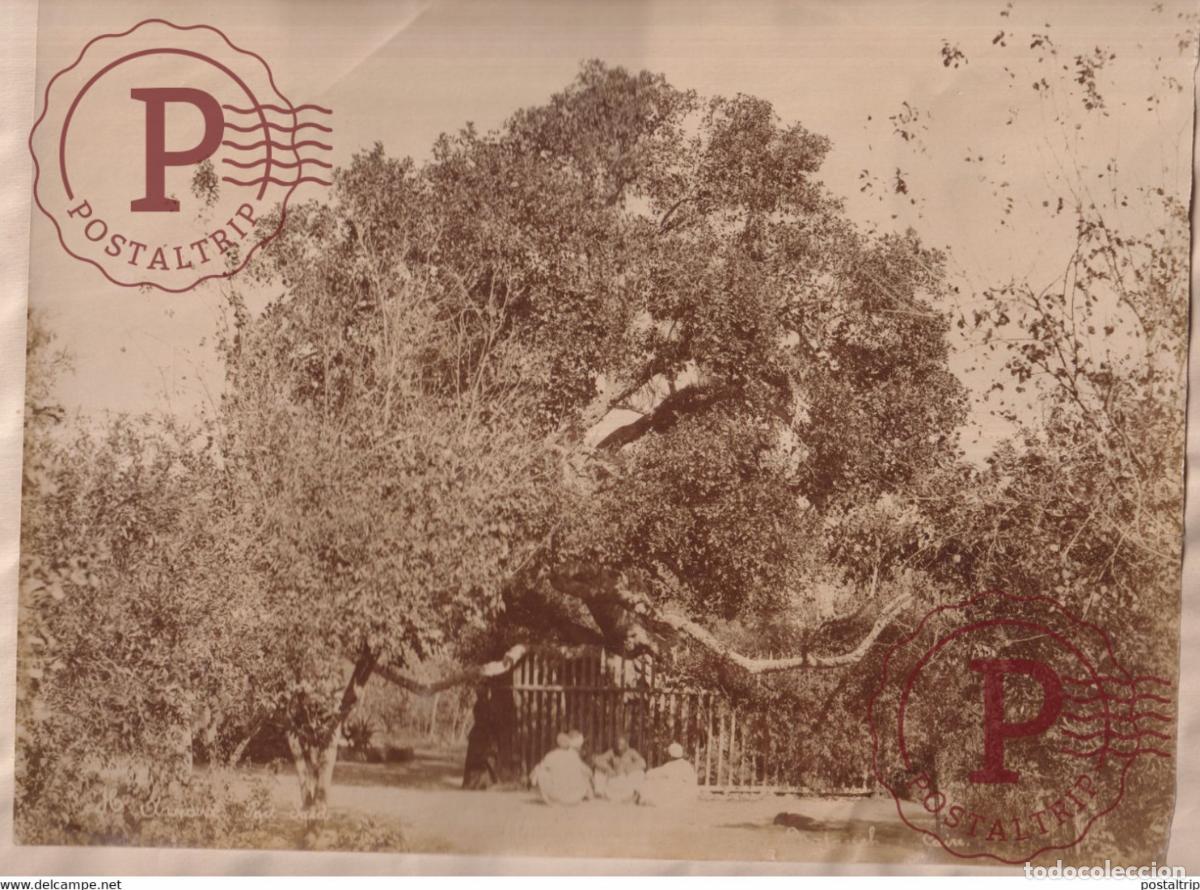Alte Fotografie: CAIRE CAIRO H ARNOUX PORT SAID EGYPTE EGIPTO EGYPT ALBUMEN PRINT 27 *20 CM Ancienne PHOTOGRAPHIE