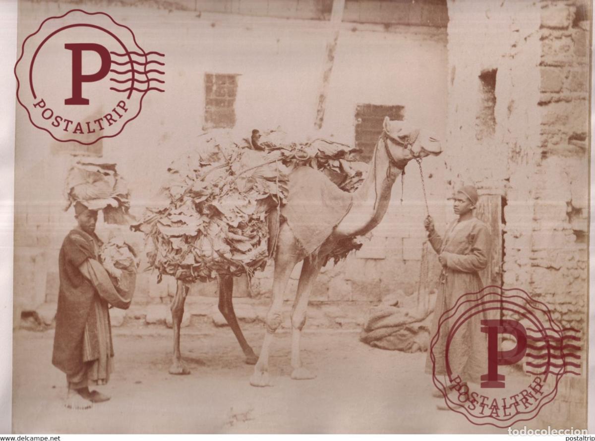 Fotograf&iacute;a antigua: 28 *22 CM EGYPTE EGIPTO EGYPT vintage albumen print PHOTOGRAPHIE