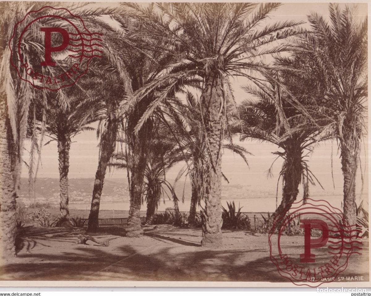 Fotografia antiga: ARGELIA 1917 ALGER - Jardin dEssai, oasis Sainte-Marie 26 X 20 CM ALGERIA ALGERIE AFRICA FOTOGRAFIA