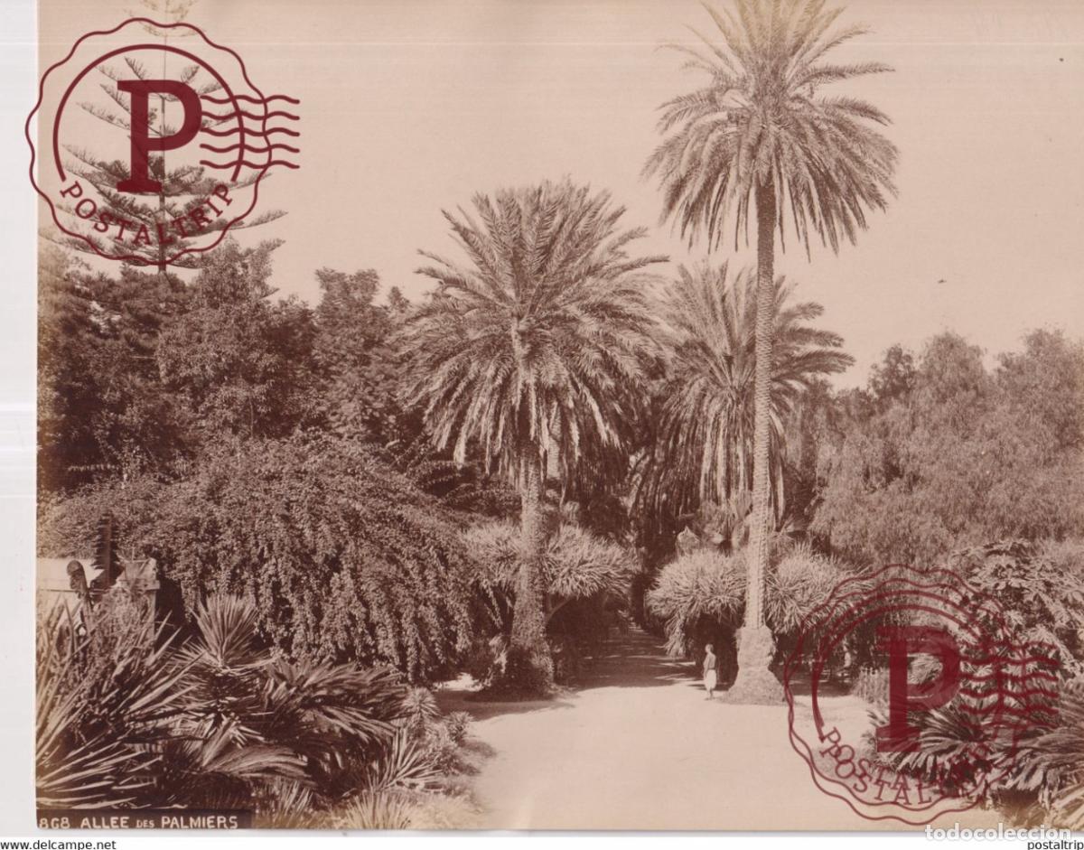 Fotografia antiga: ARGELIA ALLEE DES PALMIERS 26 X 21 CM ALGERIA ALGERIE AFRICA FOTOGRAFIA ANTIGUA