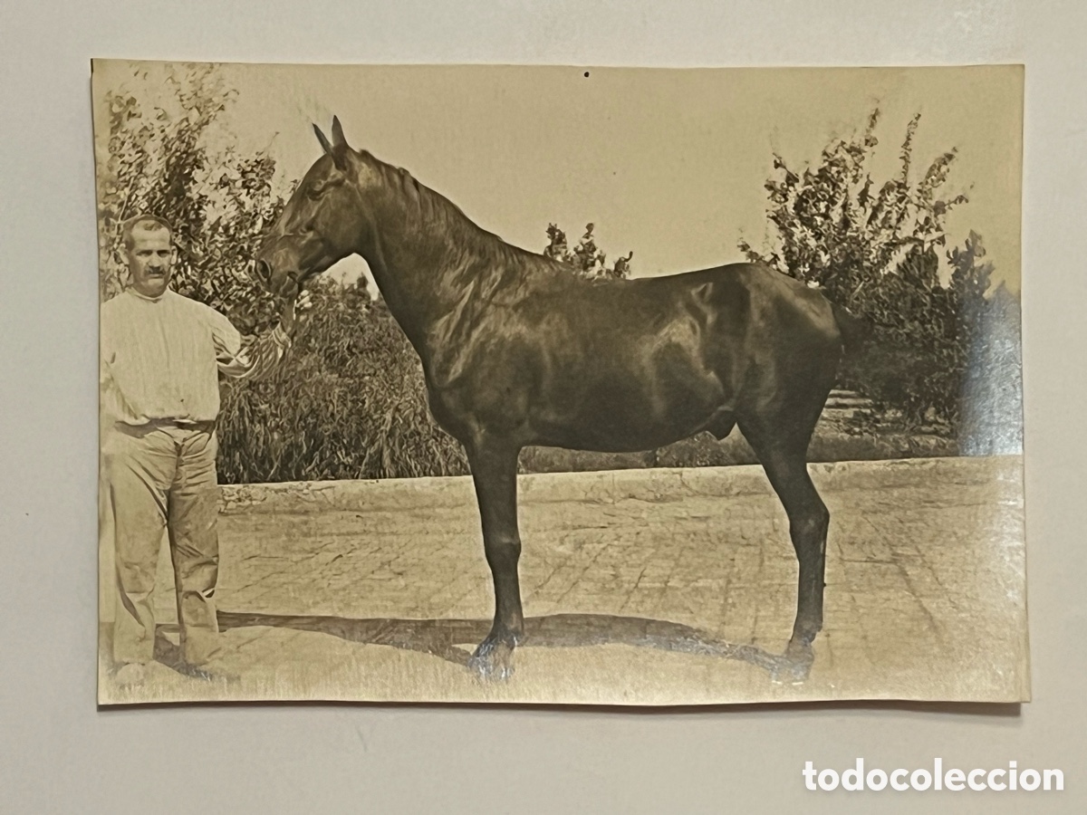 Fotograf&iacute;a antigua: RIBERA ALTA. Fotograf&iacute;a El agricultor orgulloso de su caballo negro.. (h.1910?) Med&iacute;das: 8,5 x 12 cm