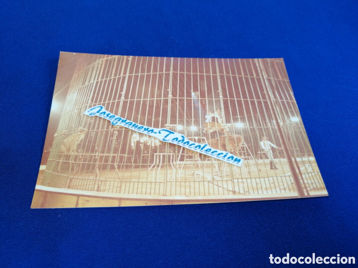 Fotograf&iacute;a antigua: ESTUBAL (PORTUGAL) CIRCO A&Ntilde;O 1978 LEONES DOMADOR JAULA FOTOGRAF&Iacute;A ANTIGUA