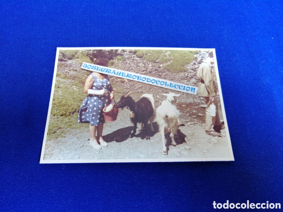Fotograf&iacute;a antigua: SUIZA MODELO POSANDO CON CABRAS FOTOGRAF&Iacute;A ANTIGUA SIGLO PASADO