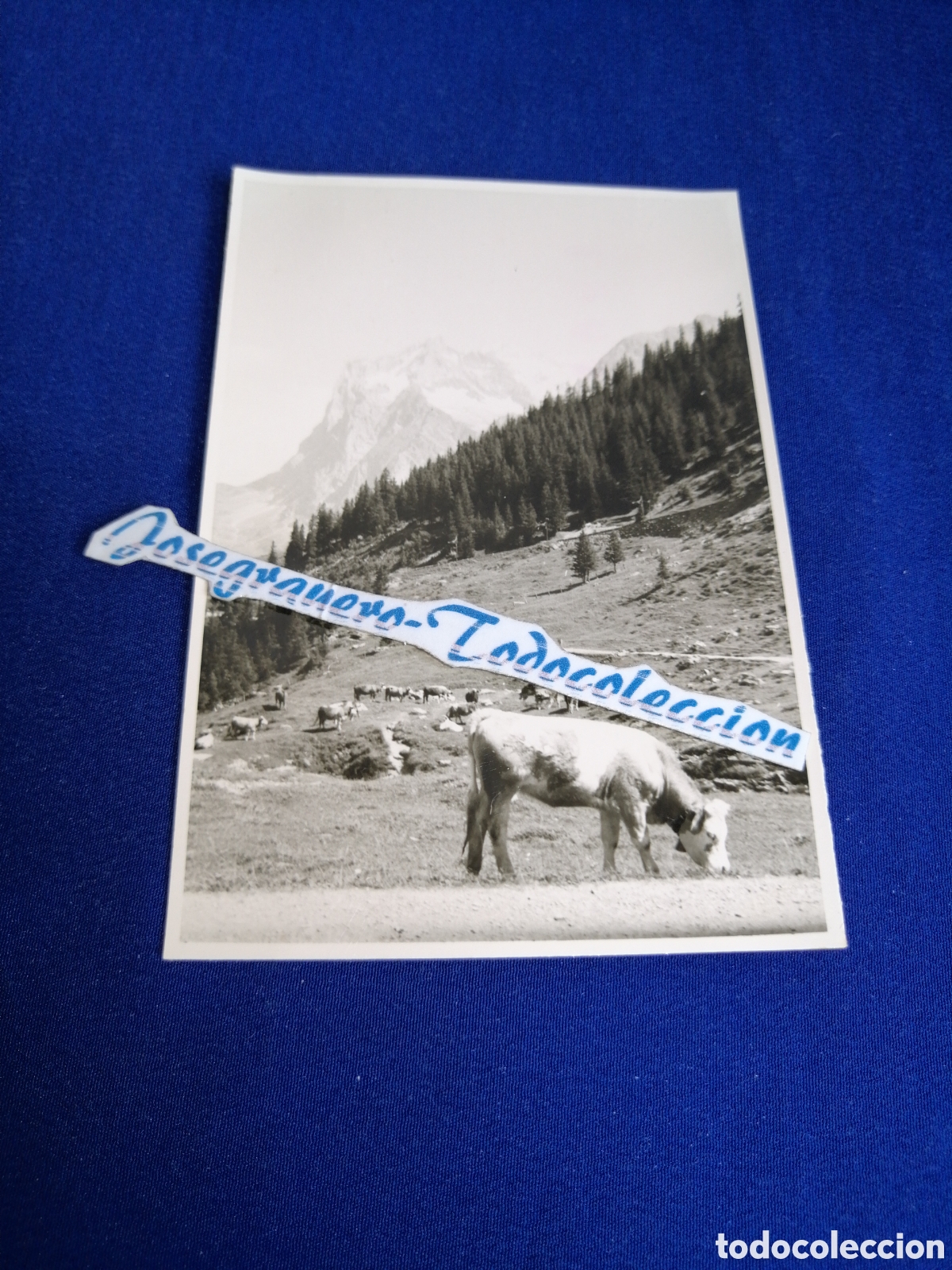 Fotograf&iacute;a antigua: SUIZA (KLEINE SCHEIDEGG) PUERTO DE MONTA&Ntilde;A FOTOGRAF&Iacute;A ANTIGUA SIGLO PASADO