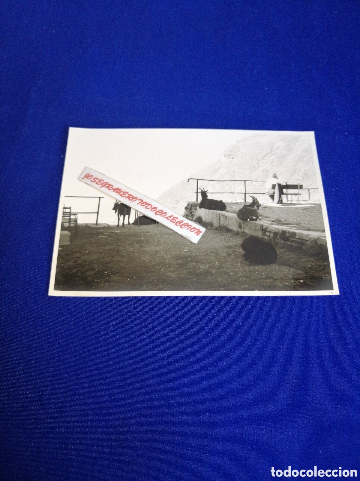 Fotograf&iacute;a antigua: SUIZA (MONTE GENEROSO)CABRAS MIRADOR FOTOGRAF&Iacute;A ANTIGUA SIGLO PASADO