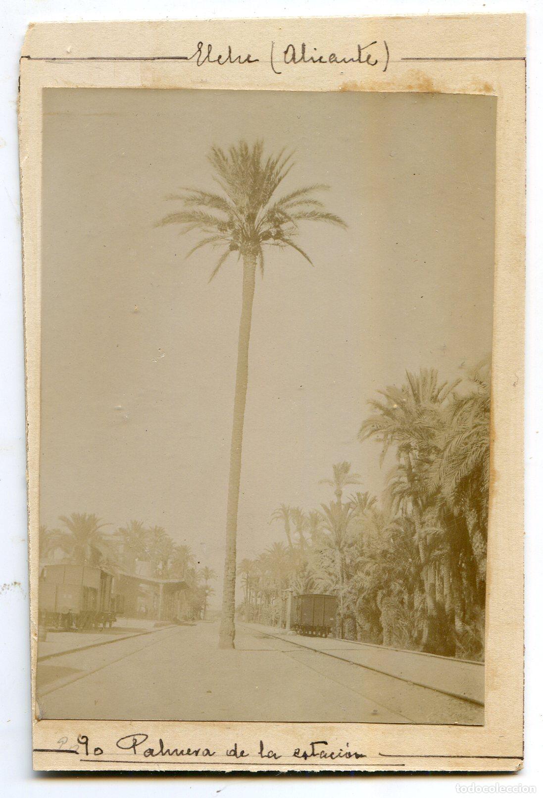 Alte Fotografie: Elche, Alicante, Palmera de la Estaci&oacute;n, circa 1906