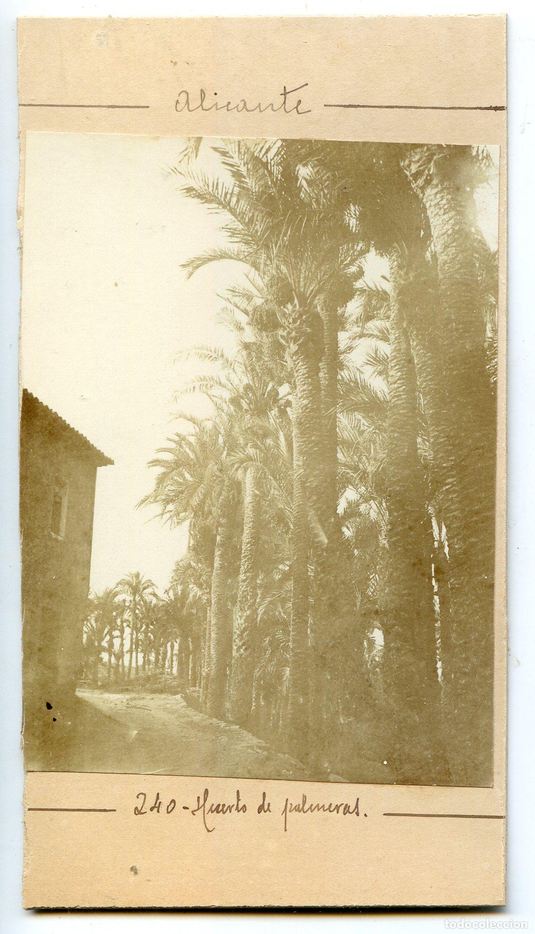 Alte Fotografie: Elche, Alicante, Huerto de Palmeras, circa 1906