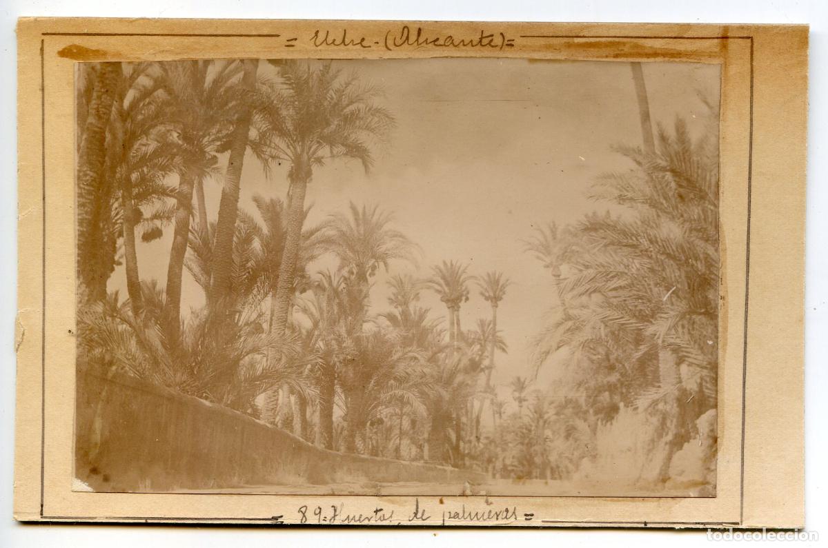 Alte Fotografie: Elche, Alicante, Huertas de Palmeras, circa 1906