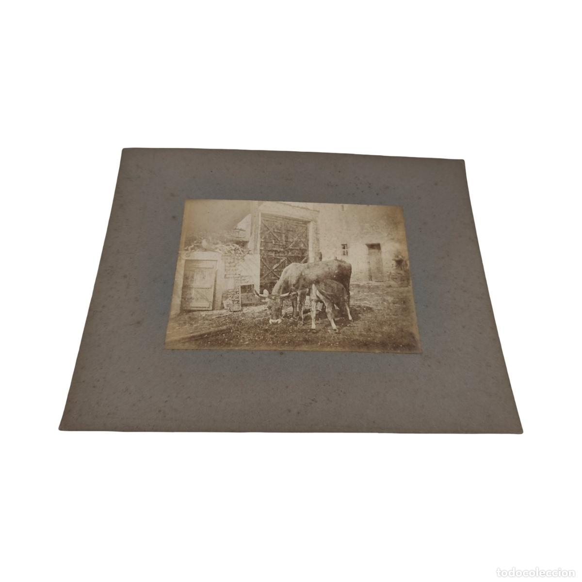 Fotograf&iacute;a antigua: Fotograf&iacute;a Antigua C. 1890-1910 - Escena Rural Y Etnogr&aacute;fica - Vaca Con Ternero En Patio De Granja /