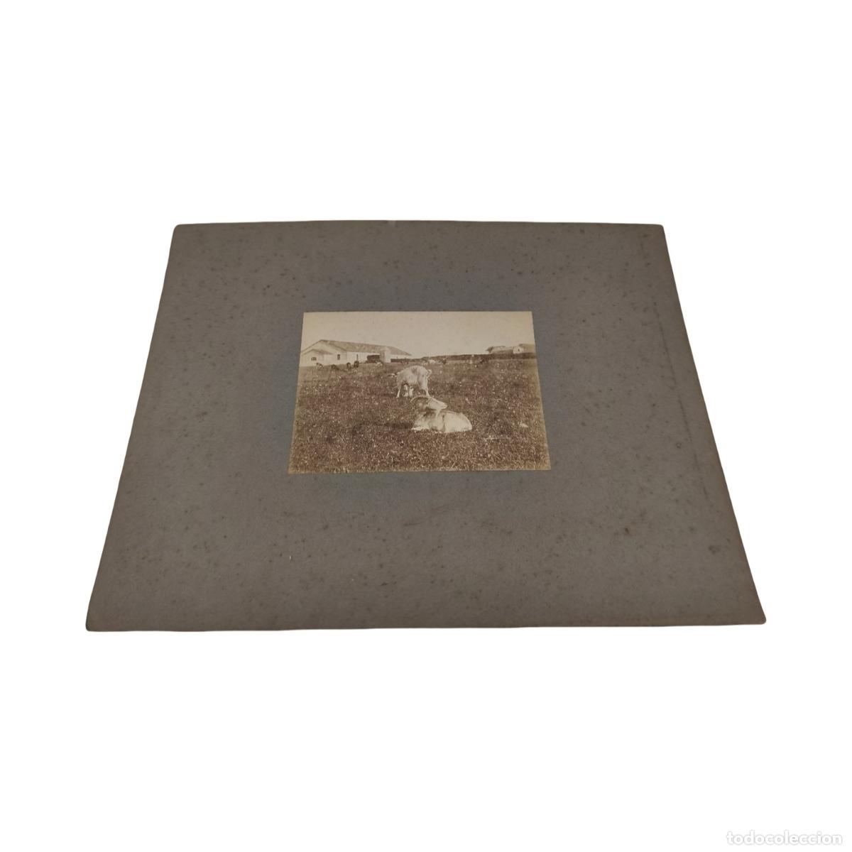 Fotograf&iacute;a antigua: Fotograf&iacute;a Antigua C. 1890-1910 - Escena Pastoral Y Etnogr&aacute;fica - Cabras Pastando En Prado Con Finca