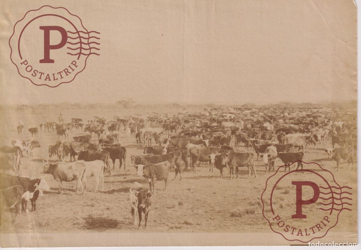 Fotograf&iacute;a antigua: ARGENTINA. UN RODEO. FOTOGRAFIA ANTES 1900. EUGENIO WIDMAYER. CORRIENTES 20X14CM ALBUMINA