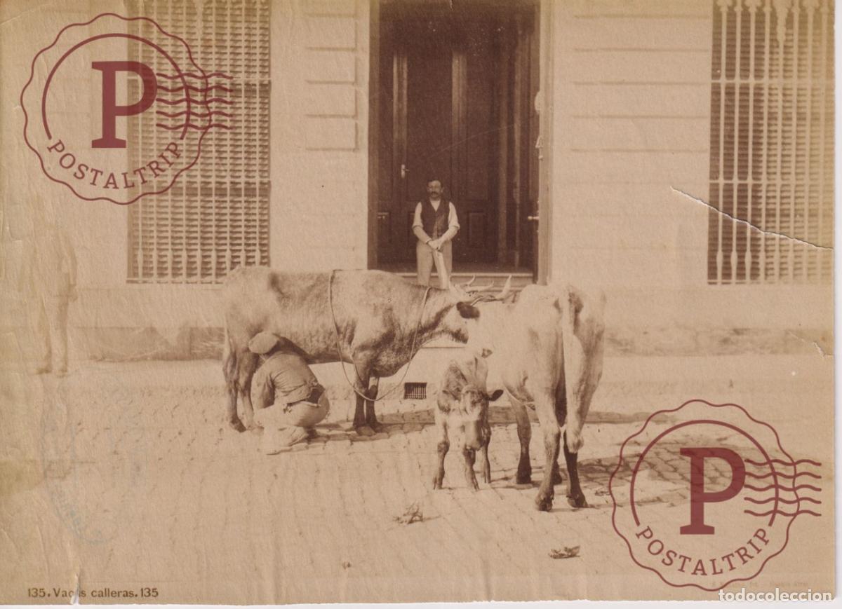 Fotograf&iacute;a antigua: ARGENTINA BUENOS AIRES. VACAS CALLERAS FOTOGRAFIA ANTES 1900 EUGENIO WIDMAYER. CORRIENTES 20X14CM AL