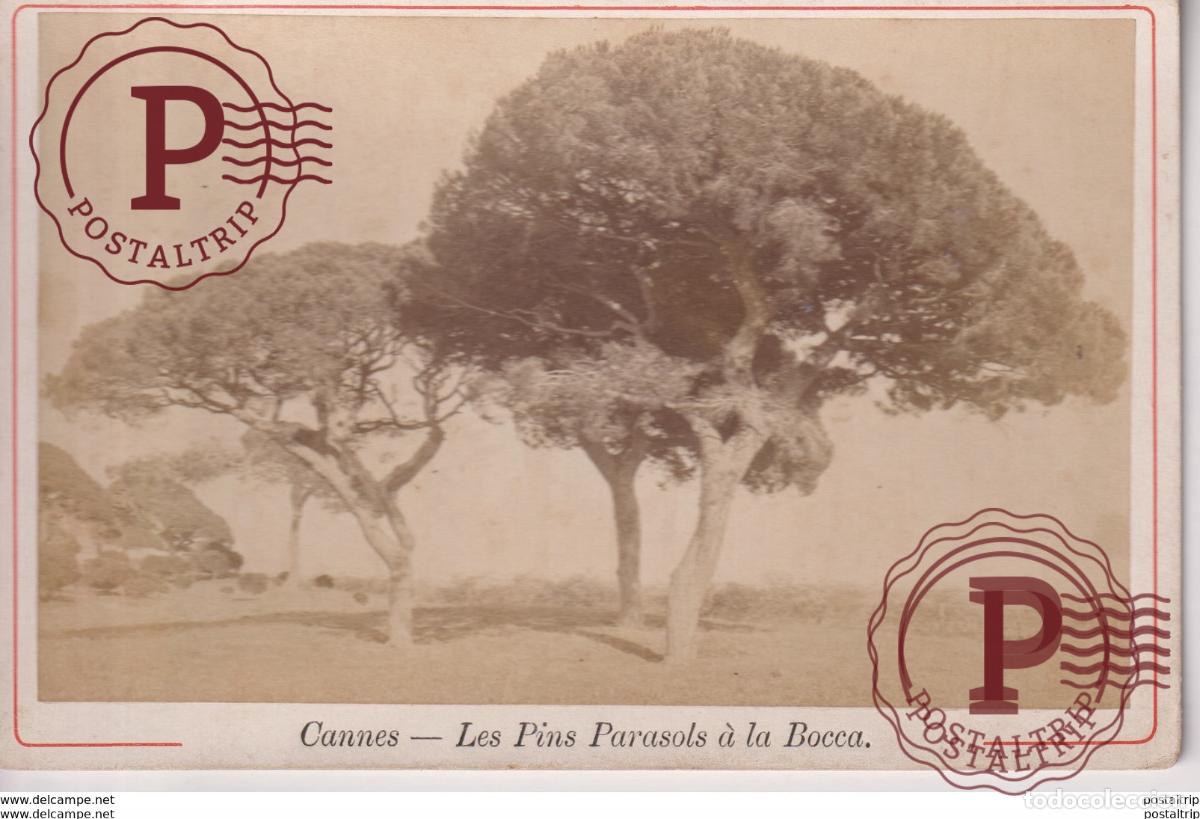 Fotograf&iacute;a antigua: CANNES LES PINS PARASOLS A LA BOCCA FRANCE [06] Alpes Maritimes 16*10CM CABINET PHOTOGRAPHS