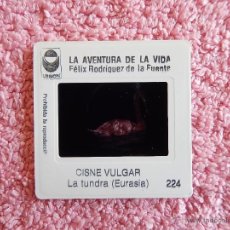 Fotografía antigua: LA AVENTURA DE LA VIDA 224 CISNE VULGAR FÉLIX RODRÍGUEZ DE LA FUENTE EDICIONES URBION 1980
