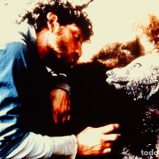 Fotografía antigua: TRANSPARENCY FILM THE BEAR DOUG SEUS YOUK THE BEAR SLIDE SOVEREIGN PICTURES INC.