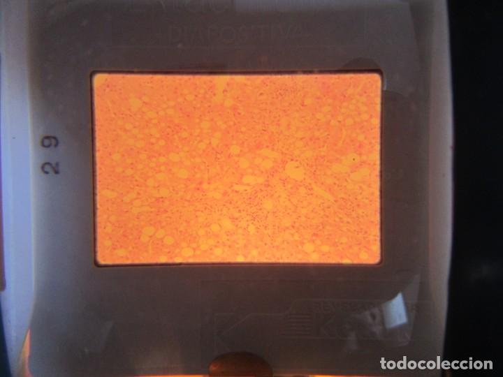 Fotografía antigua: 47 diapositivas microfotografías de tejidos biológicos, medicina - Foto 3 - 228456046