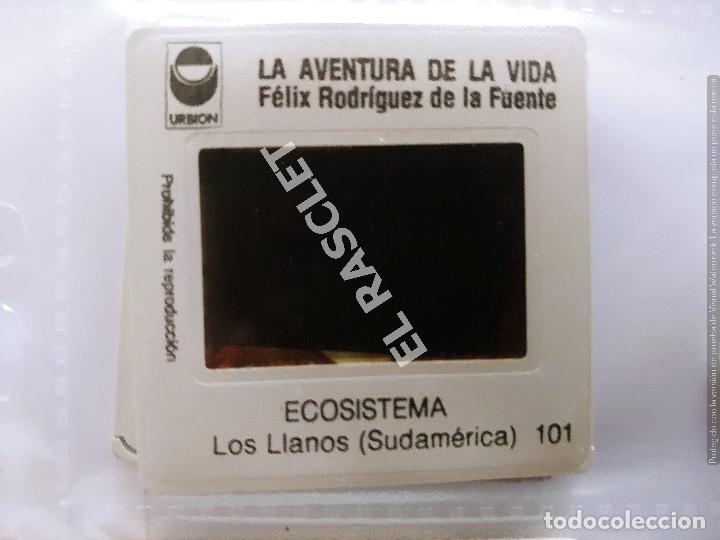 LA AVENTURA DE LA VIDA - FELIX RODRIGUEZ DE LA FUENTE- DIAPOSITIVAS DEL Nº 101 AL 120 (Fotografía Antigua - Diapositivas)