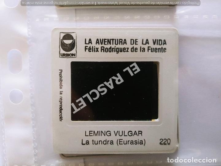 Fotografía antigua: LA AVENTURA DE LA VIDA - FELIX RODRIGUEZ DE LA FUENTE- DIAPOSITIVAS DEL Nº 201 AL 220 - Foto 2 - 303741228