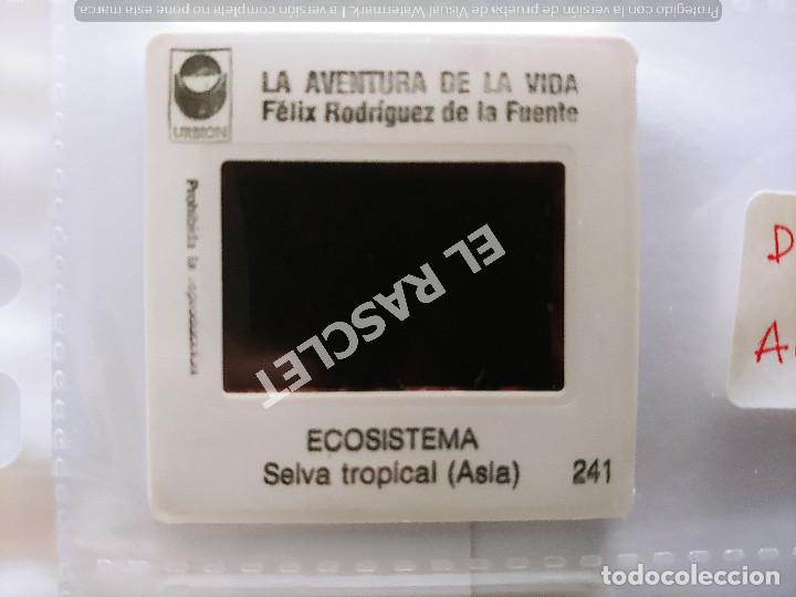 LA AVENTURA DE LA VIDA - FELIX RODRIGUEZ DE LA FUENTE- DIAPOSITIVAS DEL Nº 241 AL 260 (Fotografía Antigua - Diapositivas)