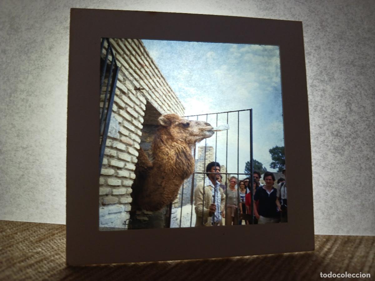 Fotograf&iacute;a antigua: antigua diapositiva 7 x 7 cm. de marrakech, camello