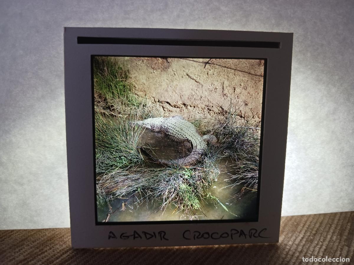 Fotograf&iacute;a antigua: antigua diapositiva 7 x 7 cm. agadir, crocoparc, marruecos