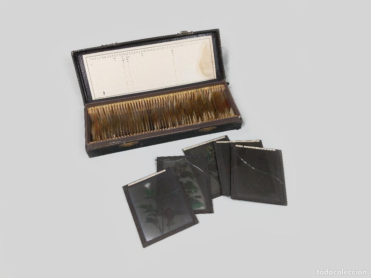 Fotograf&iacute;a antigua: ANTIGUA CAJA DE CRISTALES DE MICROSCOPIO CON SECCIONES DE PLANTAS Y PLACAS FOTOGR&Aacute;FICAS. BOTANICA
