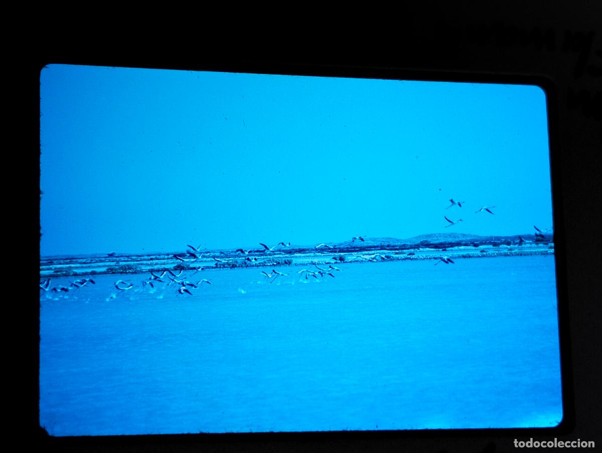 Photographie ancienne: ALMER&Iacute;A FLAMENCOS ANTIGUA DIAPOSITIVA