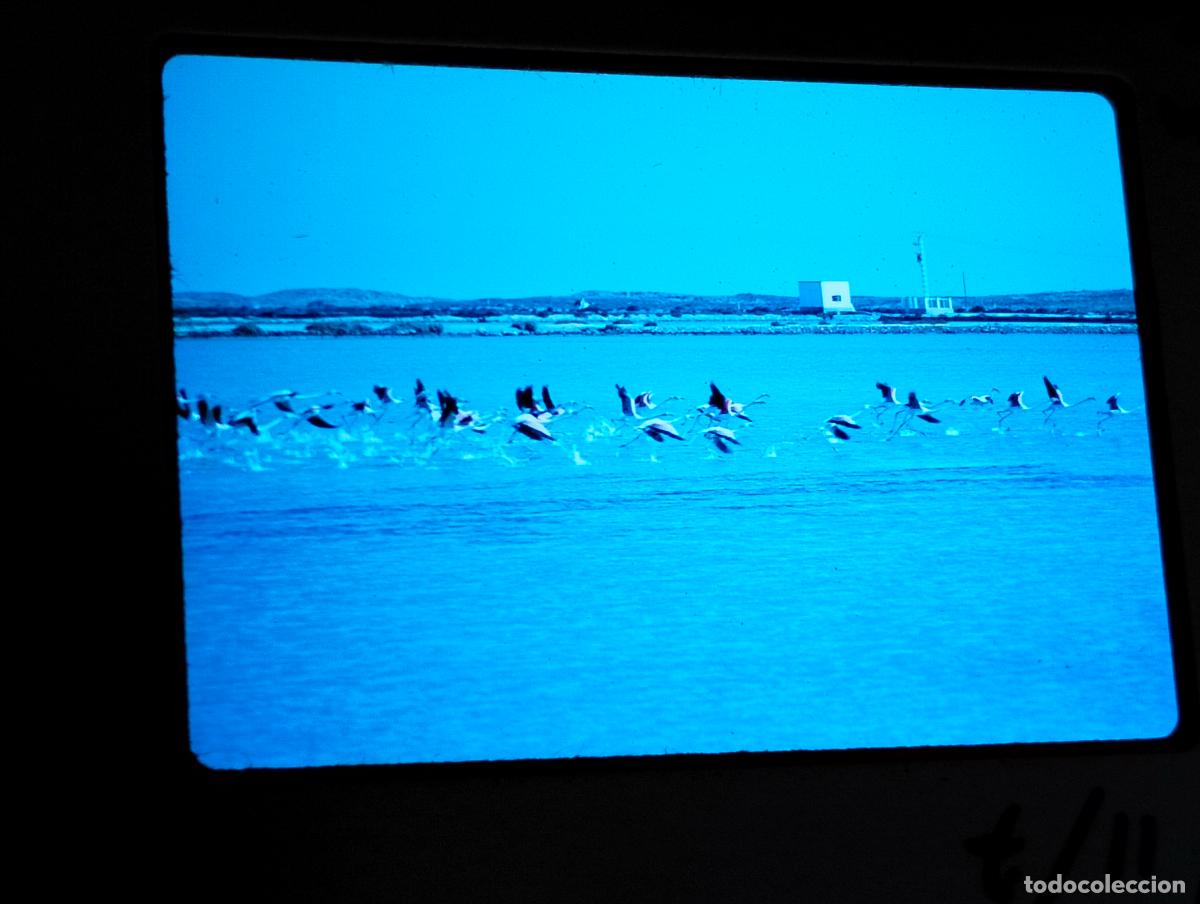 Photographie ancienne: ALMER&Iacute;A FLAMENCOS ANTIGUA DIAPOSITIVA